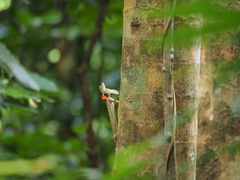 Draco blanfordii