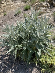 Cirsium argillosum