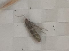 Argyresthia trifasciata