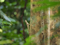 Draco blanfordii