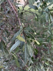 Euclea natalensis angustifolia