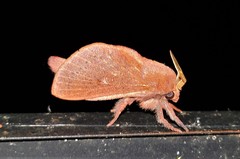 Anadiasa punctifascia