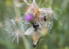 Synema globosum