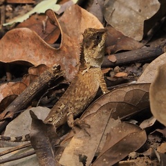 Acanthosaura meridiona