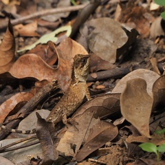 Acanthosaura meridiona