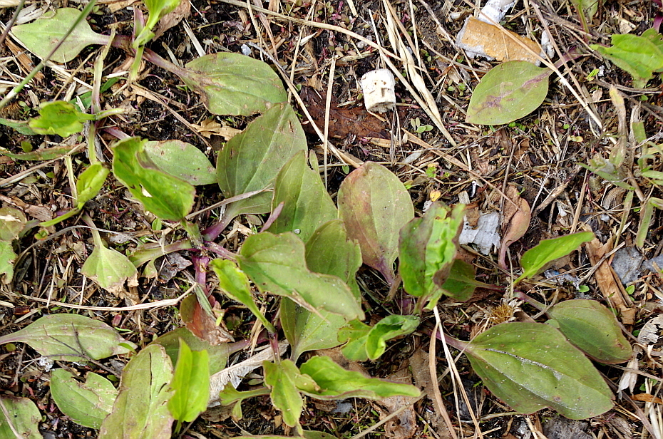 greater plantain from Центральный административный округ, Москва ...