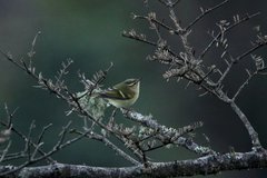 Phylloscopus forresti