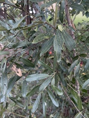 Euclea natalensis angustifolia