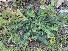 Astragalus buschiorum