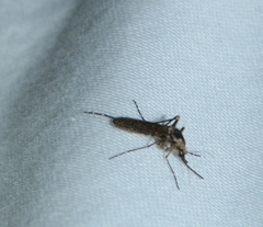 Aedes grossbecki