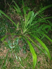 Crinum pedunculatum