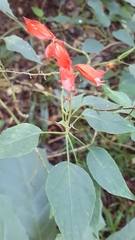 Salvia splendens