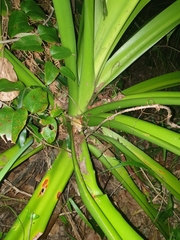Crinum pedunculatum