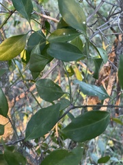 Pristimera longipetiolata