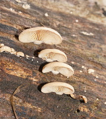 Lentinellus pulvinulus