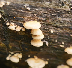 Lentinellus pulvinulus