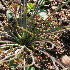 Euphorbia silenifolia