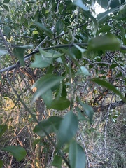 Pristimera longipetiolata