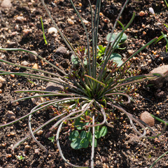Euphorbia silenifolia