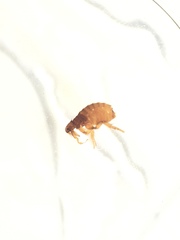 Ctenocephalides canis