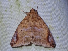 Bastilla circumsignata