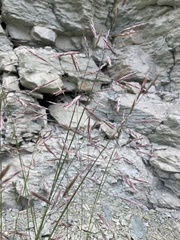 Bromus variegatus