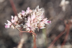 Polycarpaea spirostylis