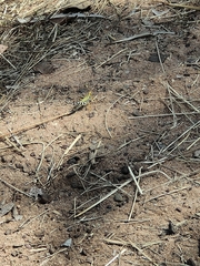 Zebratula flavonigra