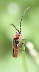 Silis ruficollis