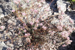 Polycarpaea spirostylis