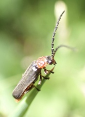 Silis ruficollis