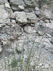 Bromus variegatus