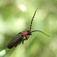 Silis ruficollis