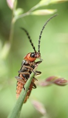 Silis ruficollis