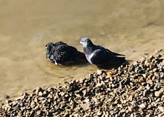 Columba livia domestica