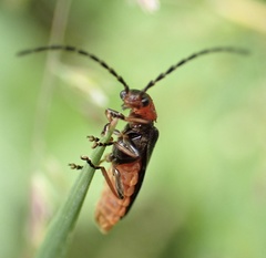 Silis ruficollis