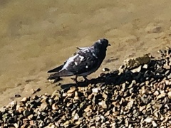 Columba livia domestica