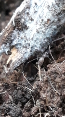 Smeringopus pallidus