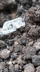 Smeringopus pallidus