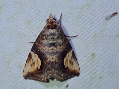 Pseudosphetta fissisigna