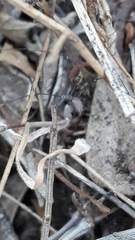 Smeringopus pallidus