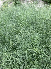 Bilacunaria microcarpos