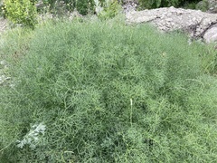 Bilacunaria microcarpos