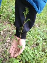 Polemonium caeruleum