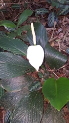 Spathiphyllum cannifolium