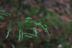 Festuca altissima