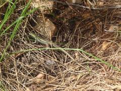 Ophisops elegans macrodactylus