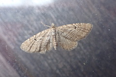 Eupithecia pusillata