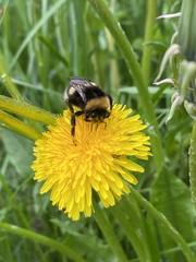 Bombus