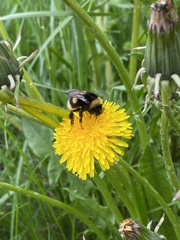 Bombus